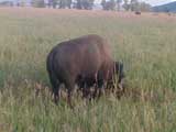 Buffalo near Grand Tetons, WY