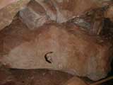 Bat at Jewel Cave, Custer, SD