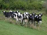 Holstein cows, Carr Valley, WI