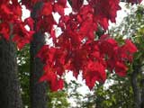 Bloody Red Foliage near Saranac Lake, NY