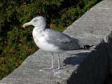 Seagull near Jordon Pond, Acadia National Park, ME
