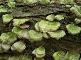 Fungus encounter while hiking to Mount Chocorua, White Mountains, NH