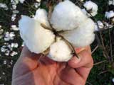 Cotton, Southern Tenessee