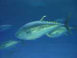 Yellow Fin Tuna, Monterey Bay Aquarium, Monterey, CA