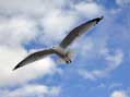 Hovering Seagull, Fort Allen Park, Portland, ME