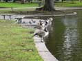 Geese at Lake Perennial, Boston, MA