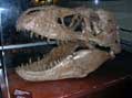 T-Rex, National Museum of Natural History, Washington, DC