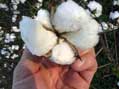 Cotton, Southern Tenessee