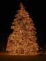 Christmas Tree, Vail, CO