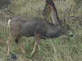 Docile Deer, Zion National Park, UT