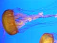 Sea Nettle, Monterey Bay Aquarium, Monterey, CA